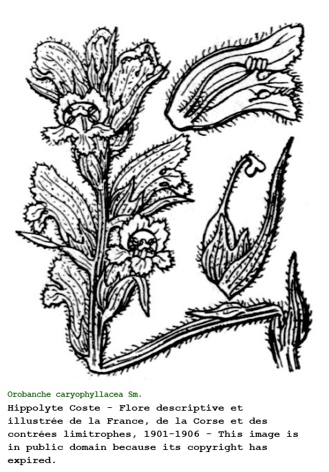 Orobanche caryophyllacea Sm.